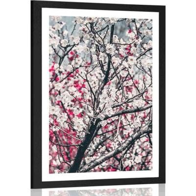 Plakát s paspartou květiny broskve - 30x45 white