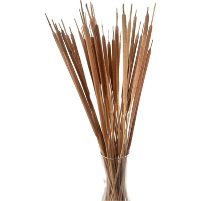 Sušený rákos kytice/svazek přírodní 100g