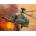 Revell Сглобяем модел Военен хеликоптер AH-64D Longbow Apache на Revell