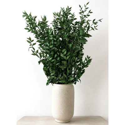 Stabilizovaný ruskus (ruscus) kytice/svazek zelených větviček 60g
