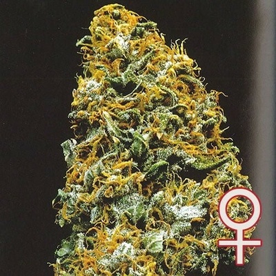 KC Brains Seeds Cristal Paradise semena neobsahují THC 5 ks