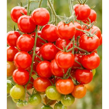 BIO Divoké rajče Rote Murmel - Solanum pimpinellifolium - bio semena rajčete - 6 ks
