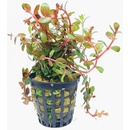 Rotala indica