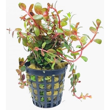 Rotala indica