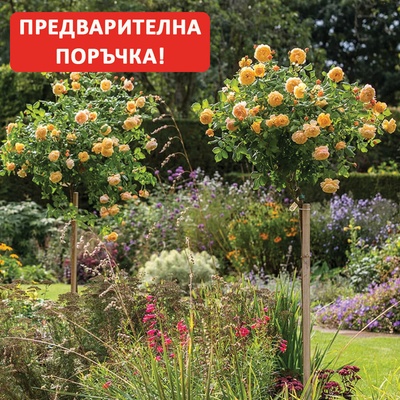 David Austin® Щамбова Роза Roald Dahl® (Ausowlish)- David Austin®