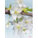  ФОТОТАПЕТ xxl 2-033 blossom