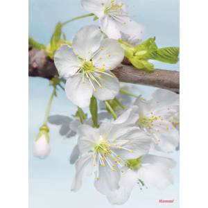  ФОТОТАПЕТ xxl 2-033 blossom