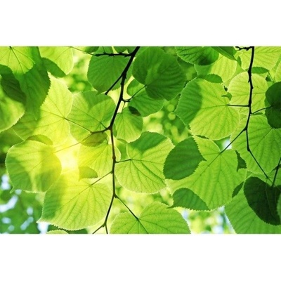 Dimex MA-5-0107 Samolepicí vliesová fototapeta na zeď Zelené listy rozměry 375 x 250 cm