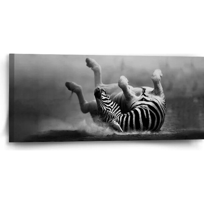 Sablio Obraz Váľajúca sa zebra - 110x50 cm
