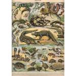 Grafika Art Puzzle - Puzzle Illustration from the New Larousse Illustrated: Reptilian - 1 000 piese
