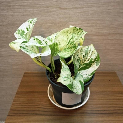 Epipremnum Pinnatum Happy Leaf č2