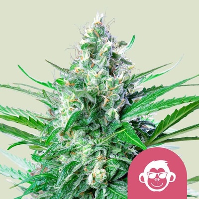 Royal Queen Seeds Grape Ape semienka neobsahujú THC 10 ks