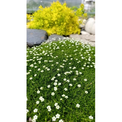 GREENBOSS FLOWER Úrazník 'Moss Green' Průměr květináče: 9 až 12 cm