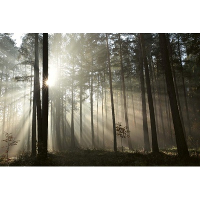 DIMEX ART Флизелинов фототапет лъчи в есенната гора 375 x 250 см