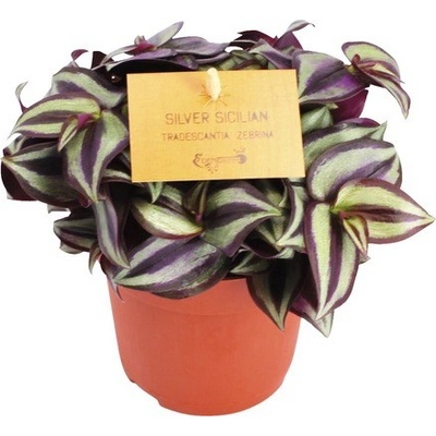 Voděnka FloraSelf Tradescantia zebrina 15-20 cm květináč Ø 10,5 cm