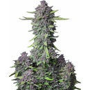 Fast Buds Purple Punch semena neobsahují THC 10 ks