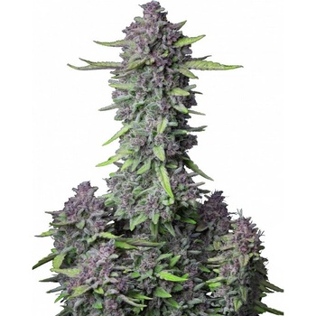 Fast Buds Purple Punch semena neobsahují THC 10 ks