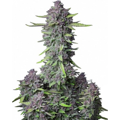 Fastbuds Purple Punch Auto semienka neobsahujú THC 100 ks