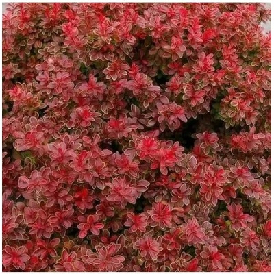 Berberis thunbergii 'Admiration'® 20-30 VKR4L