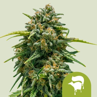 Royal Queen Seeds Sweet Skunk Automatic semienka neobsahujú THC 100 ks
