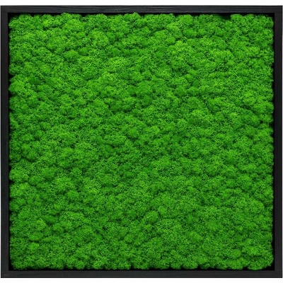 Mechový obraz – mini čtverec – lišejník Velikost: 40x40cm