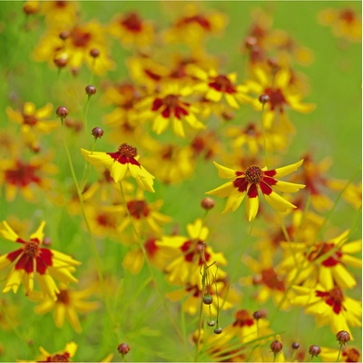 Krásnoočko dvojfarebné nízke - Coreopsis tinctoria - semiačka - 50 ks