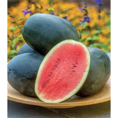 Meloun vodní Little Darling F1 Citrullus lanatus osivo melounu 5 ks