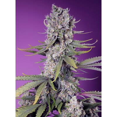 Sweet Seeds Papaya Zoap F1 Fast Version semena neobsahují THC 3 ks