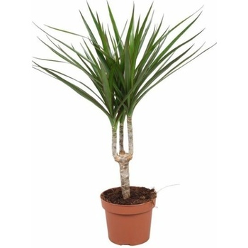 Dracéna Marginata 30-40 cm, kont. p12