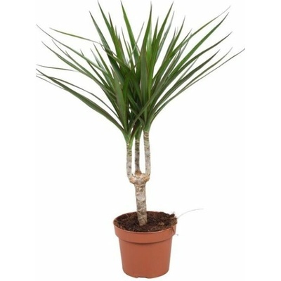 Dracéna Marginata 30-40 cm, kont. p12