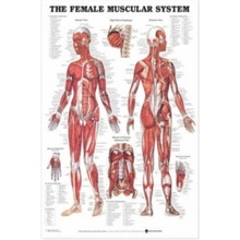 Female Muscular System Anatomical Chart