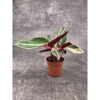 Calathea Triostar mini