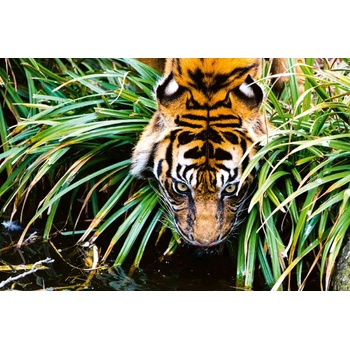 DIMEX ART s. r. o Флизелинов фототапет тигър край реката 375 x 250 см