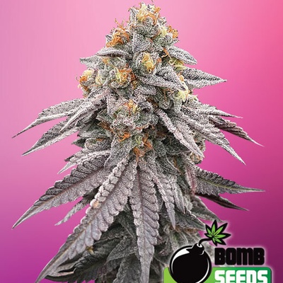 Bomb Seeds Runtz Bomb semienka neobsahujú THC 10 ks
