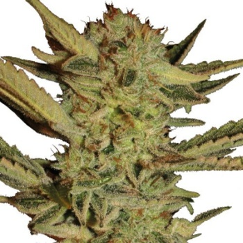 Serious Seeds Bubble Gum semena neobsahují THC 3 ks