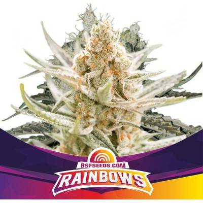BSF Seeds Rainbows semena neobsahují THC 12 ks