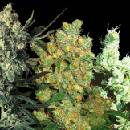 Sensi Seeds Feminizovaný Mix semena neobsahují THC 20 ks