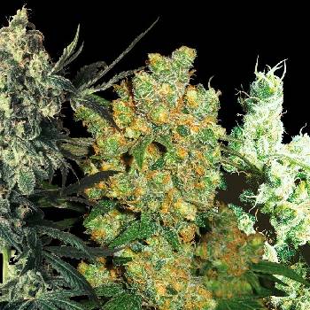 Sensi Seeds Feminizovaný Mix semena neobsahují THC 20 ks