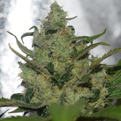 Vision Seeds Garlotty semienka neobsahujú THC 3 ks