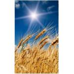 DIMEX ART Флизелинов фототапет пшенично поле 150 x 250 см
