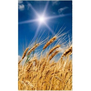 DIMEX ART Флизелинов фототапет пшенично поле 150 x 250 см