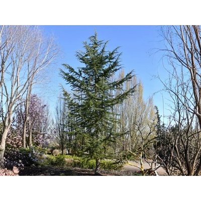 Céder himalájsky Bush Electra, výška 160-200 cm, kvetináč 25 l