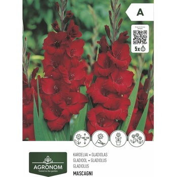 Seklos Гладиола червена - 5 бр луковицa