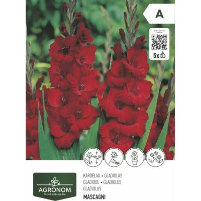 Seklos Гладиола червена - 5 бр луковицa
