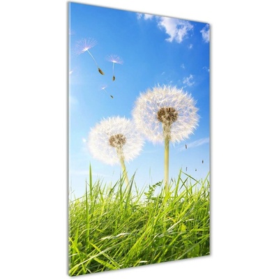 Vertikálny foto obraz sklenený Púpavy na lúke 50x100 cm