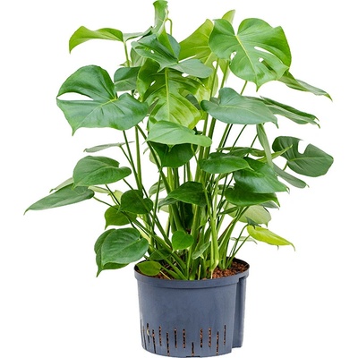 Monstera deliciosa 3pp pots 28/19 v.60 cm