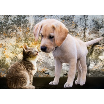 Image 1 of Bluebird Puzzle - Puzzle Kitten and Puppy - 500 piese