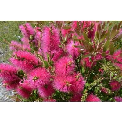 Callistemon (Tyčinkovec) ´PERTH PINK´ ® kont. C2L, výška:15-30 cm