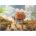 Educa - Puzzle Carrying Flowers - 1 000 piese