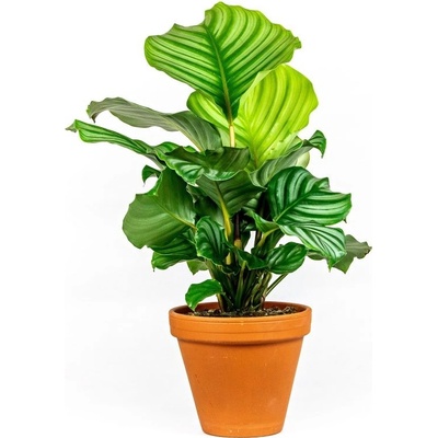 Gardners Calathea Orbifolia, průměr 11-12 cm Kalatea